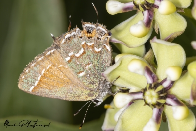 Red Hairstreak